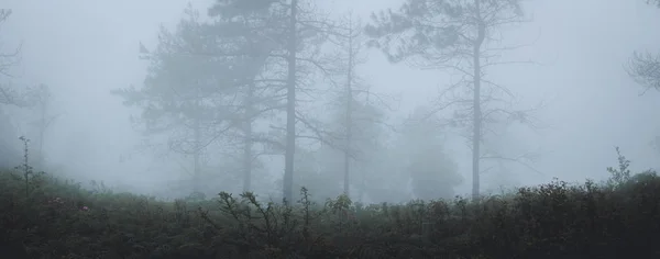 Orman Sabah Çam Ağaçları Siste — Stok fotoğraf
