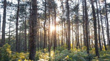 Akşam çam ormanı - Yeşil orman güzel doğa