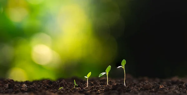 Doğada büyüyen ağaç ve güzel ışıklandırma. 