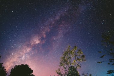 Galaksi - Samanyolu Geceleyin ormanda