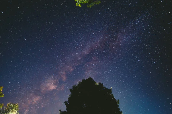 Galassia - Via Lattea Nella foresta di notte — Foto Stock