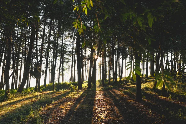 Βραδινό πευκοδάσος - Πράσινο δάσος όμορφη φύση — Φωτογραφία Αρχείου