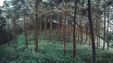manzara dağları ormanlar akşam gökyüzü