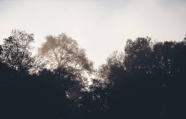 Nature, fog and trees in the morning