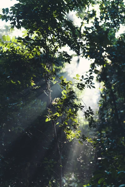 清晨的自然、雾气和树木 — 图库照片