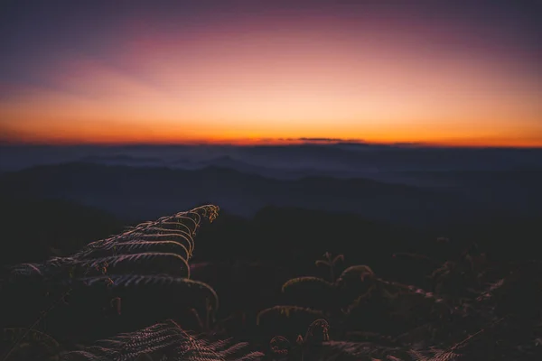 Gün batımı ve alacakaranlık dağdaki ormanda — Stok fotoğraf