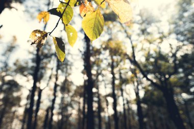 manzara dağları ormanlar akşam gökyüzü