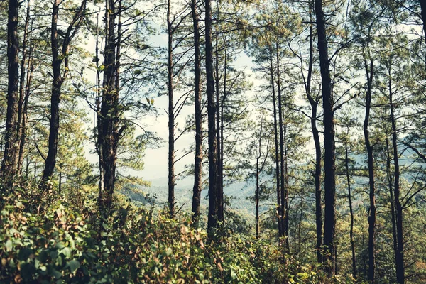 Este fenyőerdő - Zöld erdő gyönyörű természet — Stock Fotó