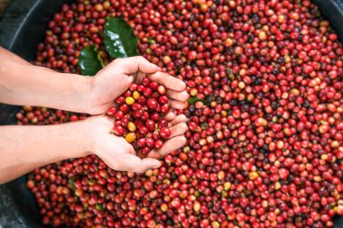 Taze kırmızı kahve, elinde vişneli kahve çekirdeği.