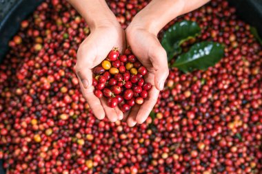 Taze kırmızı kahve, elinde vişneli kahve çekirdeği.