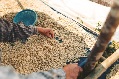 Kurutulmuş kahve çekirdekleri Kahve yapma süreci