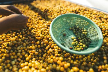 Sabah bir bardağa koyu kahve döküldü.