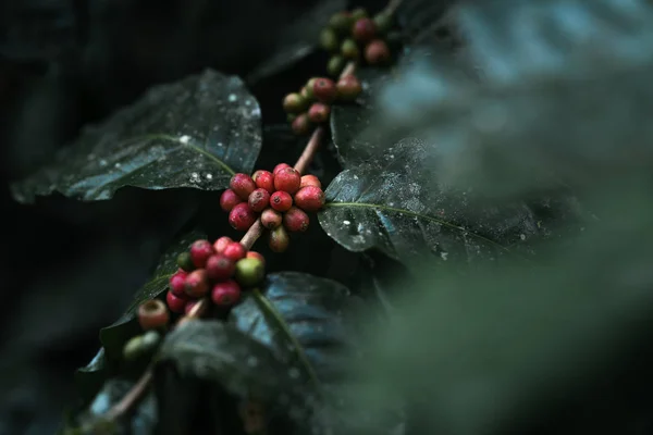 Fresh red coffee red cherry coffee bean in hands — Stock Photo, Image