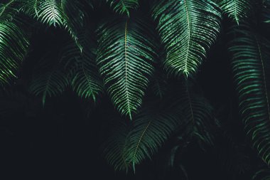 Yapraklar - doğadaki taze yeşil yaprakların dokuları ve ayrıntıları