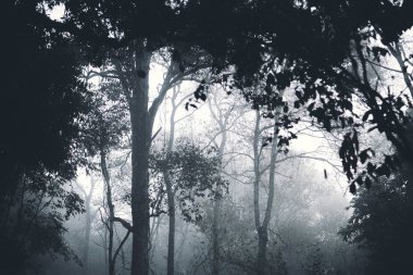 Doğa, sis ve ağaçlar sabahları