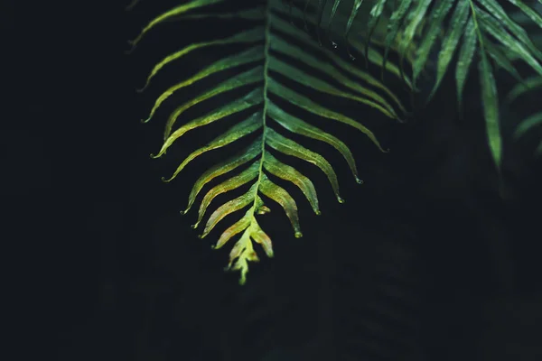 Leaves - textures and details of fresh green leaves in nature — Stock Photo, Image