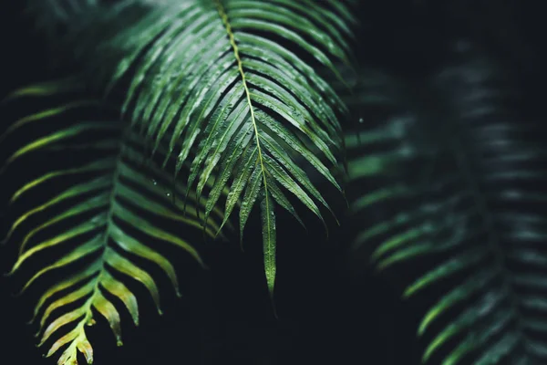 Hojas - texturas y detalles de las hojas verdes frescas en la naturaleza — Foto de Stock