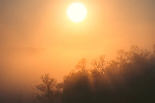 Утренний свет, рассвет в лесу - утренняя природа — стоковое фото