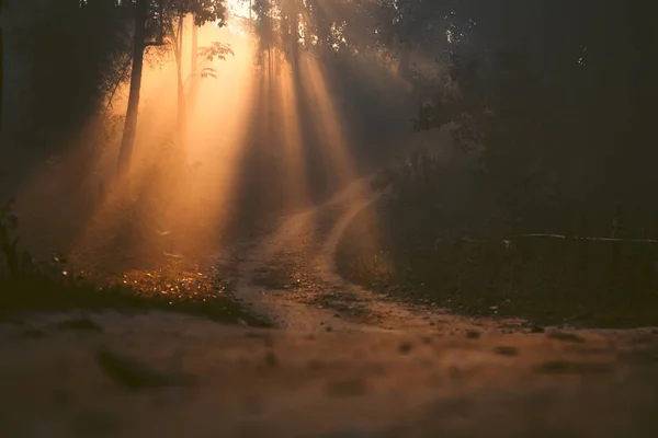 Lumière du matin, lever du soleil dans la forêt - nature matinale — Photo