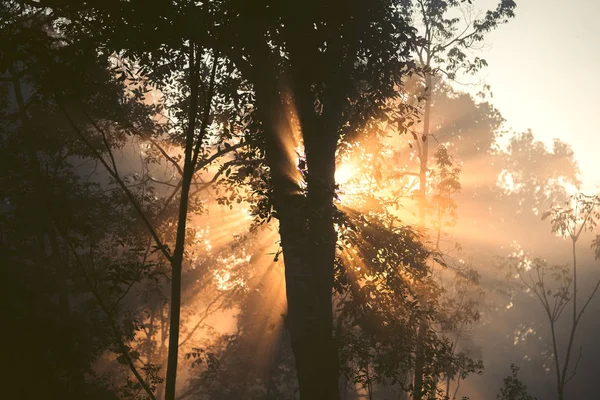 Lumière du matin, lever du soleil dans la forêt - nature matinale — Photo