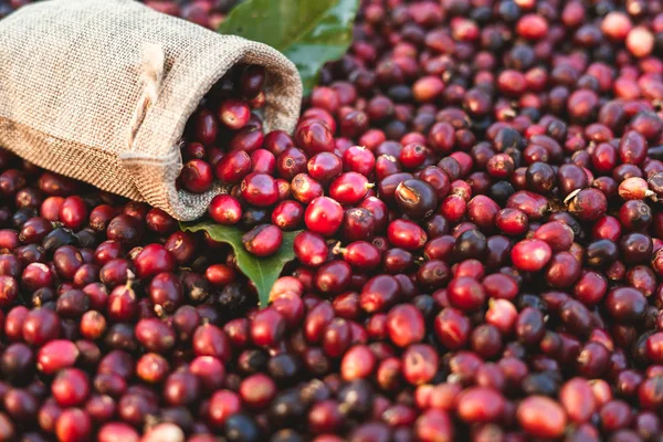 Café vermelho fresco grão de café cereja vermelho nas mãos — Fotografia de Stock