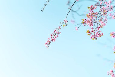 Bahar doğası, pembe çiçekler ve parlak gökyüzü.
