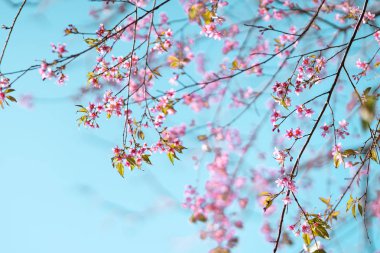 Bahar doğası, pembe çiçekler ve parlak gökyüzü.