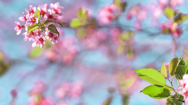 Wiosna natura, Bloom różowe kwiaty i jasne niebo — Zdjęcie stockowe