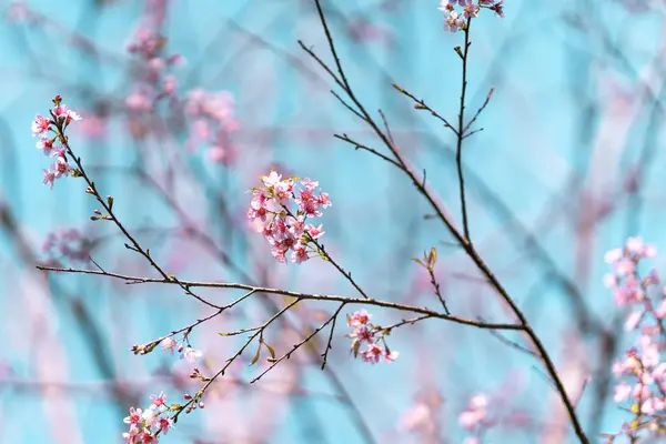 Wiosna natura, Bloom różowe kwiaty i jasne niebo — Zdjęcie stockowe