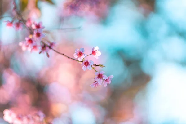 Naturaleza de primavera, flores rosadas florecientes y cielos brillantes — Foto de Stock