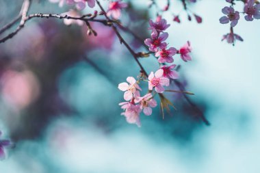 Bahar doğası, pembe çiçekler ve parlak gökyüzü.