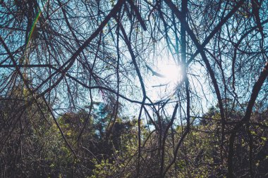 Dallarda küçük yapraklar açıyor.
