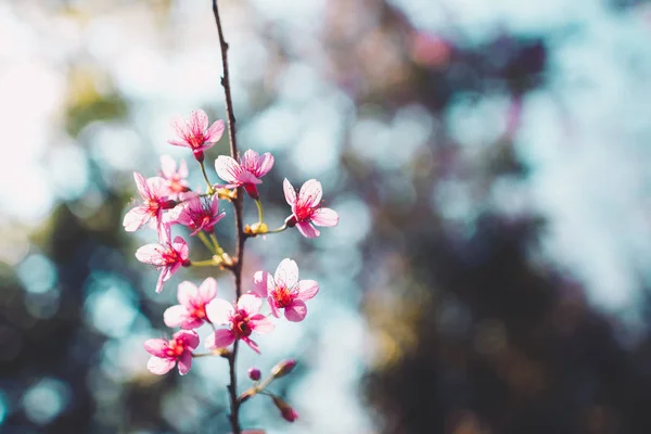 Vår natur, Blommar rosa blommor och ljus himmel — Stockfoto