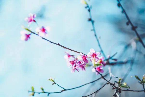 Wiosna natura, Bloom różowe kwiaty i jasne niebo — Zdjęcie stockowe