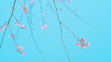 Bahar doğası, pembe çiçekler ve parlak gökyüzü.