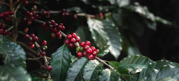 Café rojo fresco grano de café rojo cereza en las manos — Foto de Stock