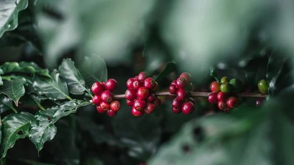 Świeża kawa czerwona wiśnia ziarna kawy w rękach — Zdjęcie stockowe