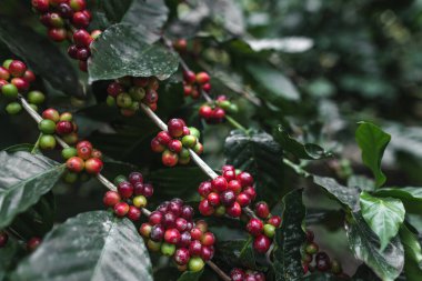 Taze kırmızı kahve, elinde vişneli kahve çekirdeği.