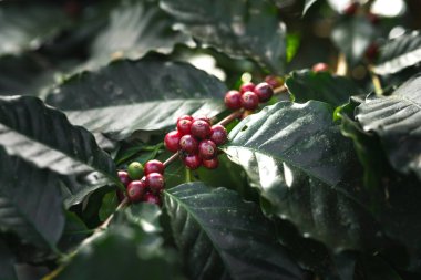 Taze kırmızı kahve, elinde vişneli kahve çekirdeği.