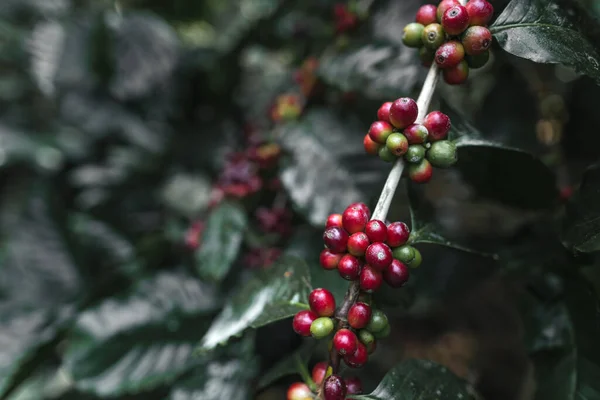 Świeża kawa czerwona wiśnia ziarna kawy w rękach — Zdjęcie stockowe