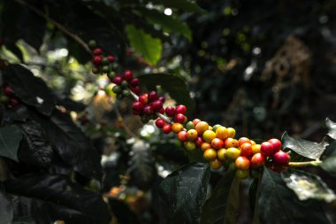 Taze kırmızı kahve, elinde vişneli kahve çekirdeği.