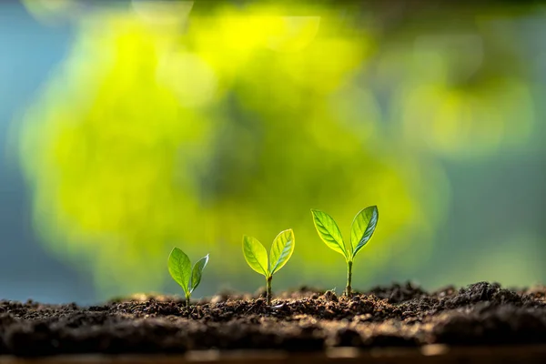 Growing trees arranged on the ground nature — 스톡 사진