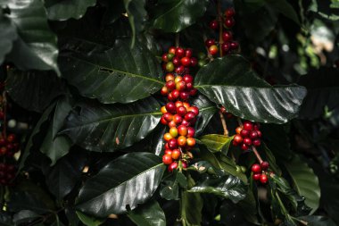 Taze kırmızı kahve, elinde vişneli kahve çekirdeği.