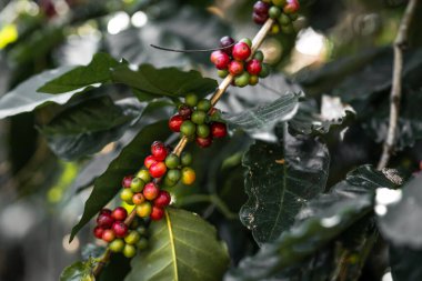 Taze kırmızı kahve, elinde vişneli kahve çekirdeği.