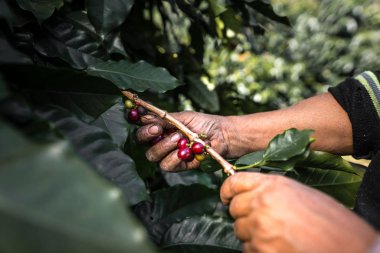Çiftçi ağaçtan kahve çekirdeklerini topluyor..