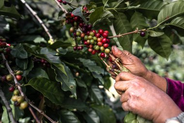 Çiftçi ağaçtan kahve çekirdeklerini topluyor..