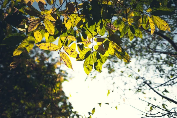 Bladeren en groene bomen met avondlicht — Stockfoto