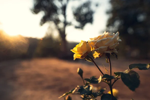 Vår natur, Blommar rosa blommor och ljus himmel — Stockfoto