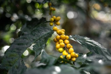 Taze kırmızı kahve, elinde vişneli kahve çekirdeği.