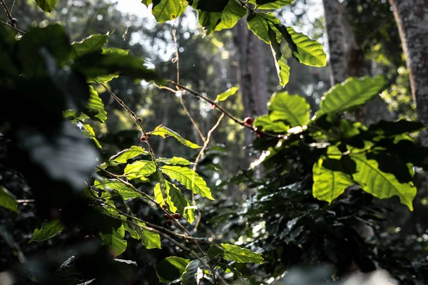 Plantación de café bajo el gran árbol en Asia — Foto de Stock